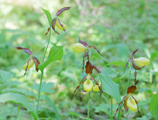 Group of many yellow Lady's slippers orchids