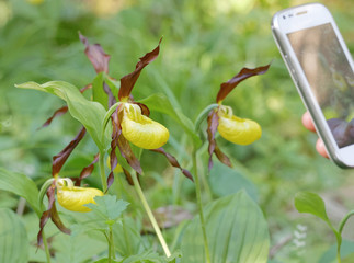 Obraz premium Photographing plants of yellow Lady's slippers orchids
