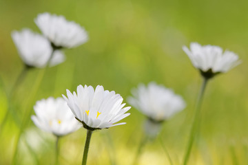 Group of daisys with green de-focused background