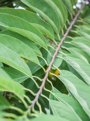 background image Theme leaf