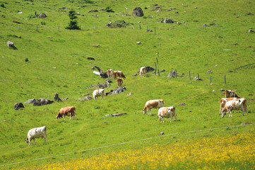  herd of cows