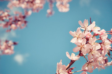 Closeup of cherry tree (prunus sargentii) blossoms in spring