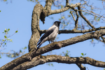 crow sitting on spring tree