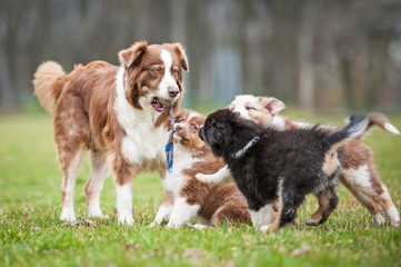 Australian shepherd dog playing with puppies