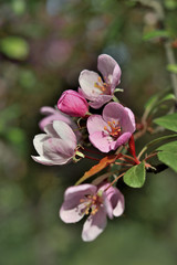 Fototapeta na wymiar Spring apple blossoms, in garden nature