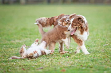 Naklejka na ściany i meble Australian shepherd dog playing with puppies