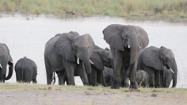 herd of African elephants on waterhole, Etosha national Park, Ombika, Kunene, Namibia. True wildlife photography
