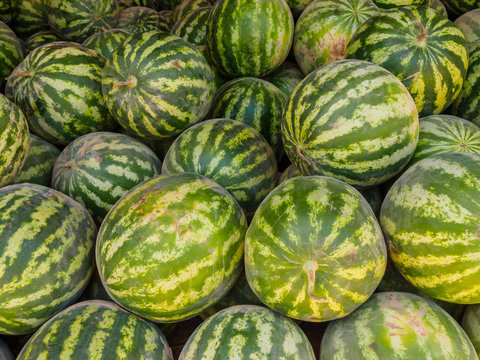 Ripe watermelons at the bazaar in Bukhara, Uzbekistan