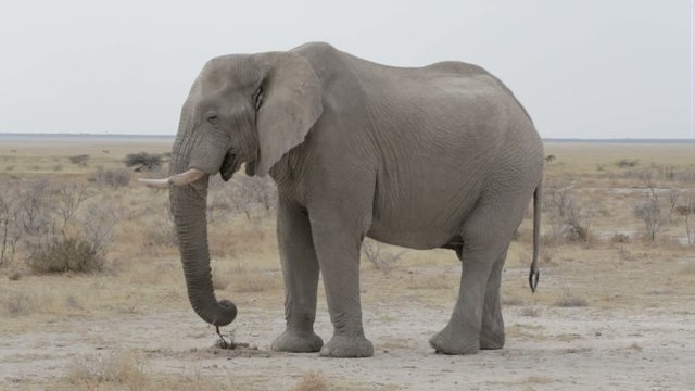 Portrait of african elephants, Etosha national Park, Ombika, Kunene, Namibia. True wildlife photography