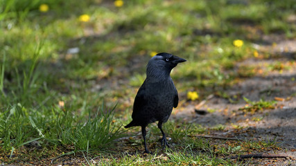 A Western Jackdaw (Corvus monedula) 