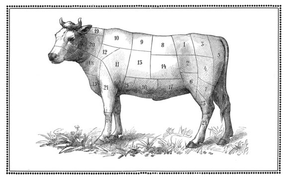  Old Beef chart with numbered cuts, collage and elaboration from antique engravings