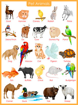 Chart of pet animals Stock Vector | Adobe Stock