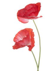 Fototapeta premium MAK