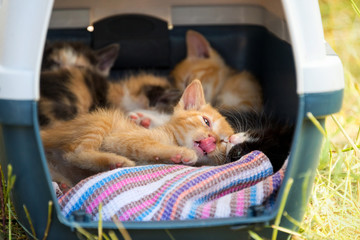 Kittens playing in a portable basket among the grass.