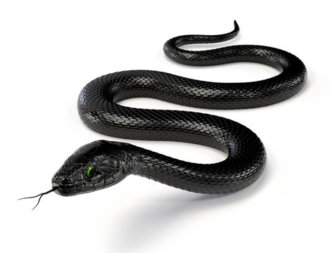 Black Snake Isolated on White Background