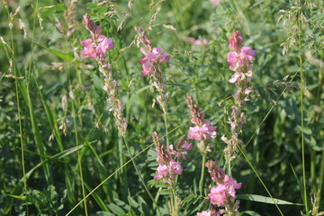 Alfalfa flowers