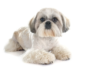 Shih Tzu