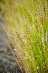 Barley ears 