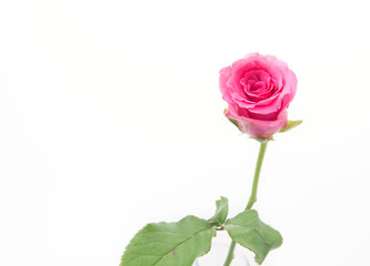 Fototapeta premium pink rose