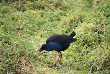 Pukeko