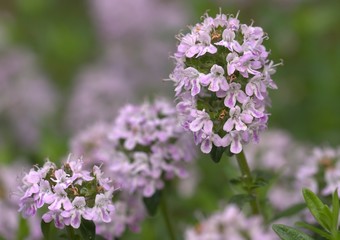  Thymian (Thymus) - Blüte