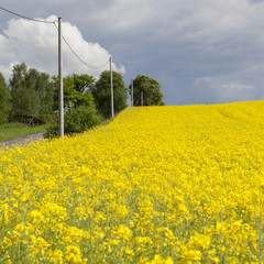 Beautiful landscape with rapeseed field and sky full of clouds. Yellow oilseed rape field under the blue sky with sun