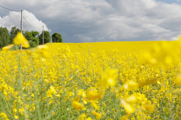 Beautiful landscape with rapeseed field and sky full of clouds. Yellow oilseed rape field under the blue sky with sun