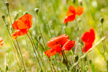 Mohnblumen in der Sonne