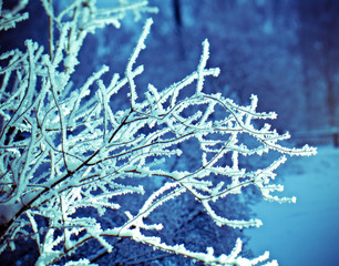 Red berries of viburnum with hoarfrost