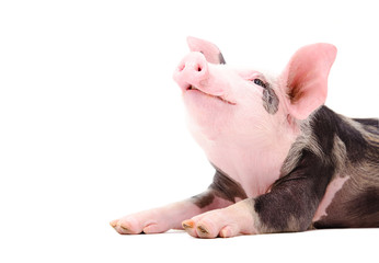 Portrait of a grunting piglet