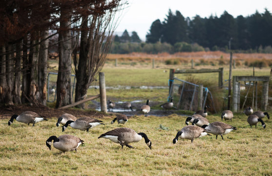 Geese grazing on village yard