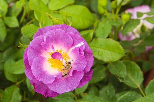 Macro di un'ape su un fiore