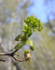 Spring. Flowers of maple