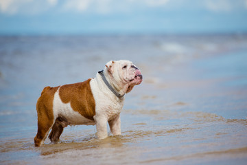 english bulldog dog standing in water