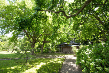 六義園（りくぎえん）の新緑
