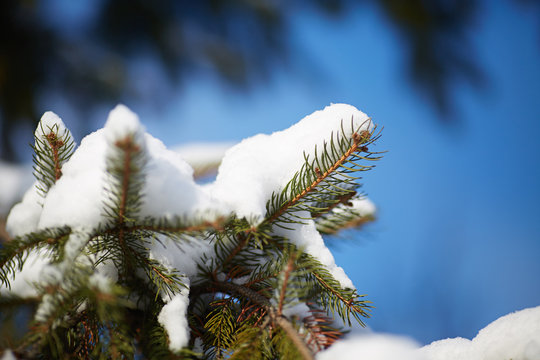 Fototapeta Christmas evergreen spruce tree with fresh snow