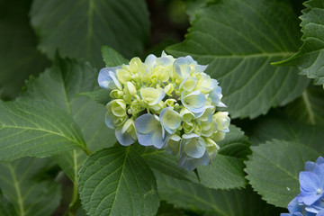 開花前のあじさい（紫陽花）