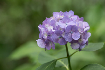 Fototapeta premium 紫のあじさい（紫陽花）