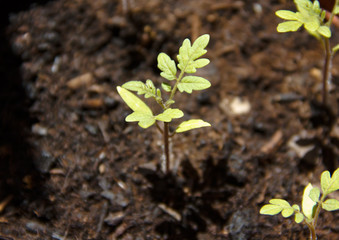Tomato seedlings on land viewed from above