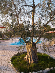 Mediterranean olive olive tree
