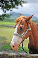 Obraz premium 馬のポートレート