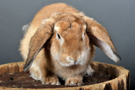 lapin b&eacute;lier