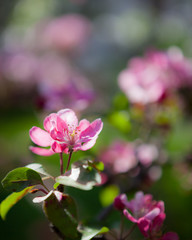 Beautiful apple tree flowers