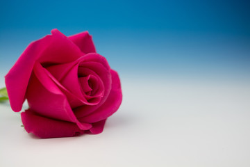 Fototapeta premium 薔薇