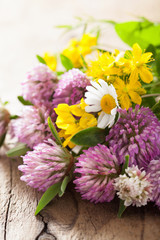 colorful medical flowers and herbs