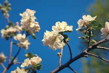 Cherry blossom on blue sky backgraund