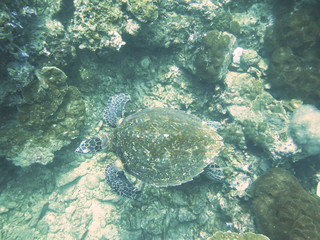 Fototapeta na wymiar closed up the turtle in north andaman, Thailand