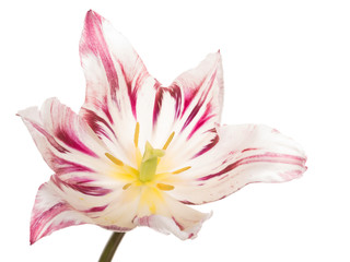 unusual tulip on a white background