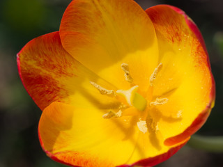 yellow-red tulip opened on a sunny day