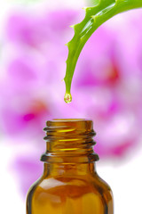 Alternativmedizin mit Heilpflanze Aloe vera